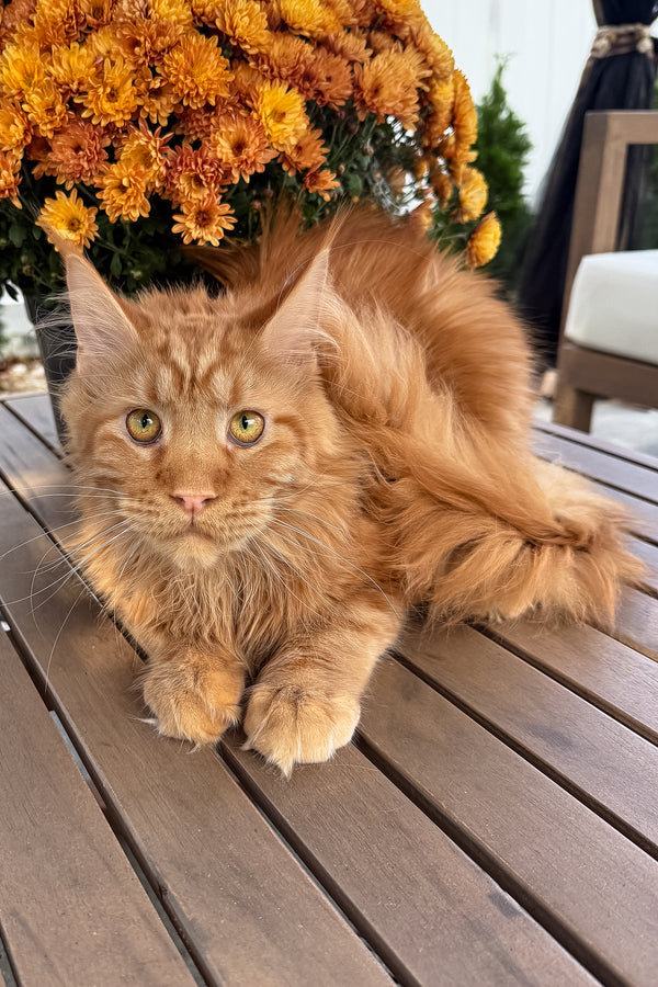 Adopt Tangerine: Lovable Red Maine Coon Kitten