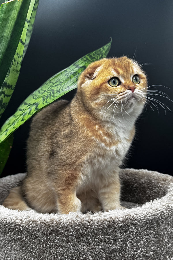 Rosi | Scottish Fold Kitten