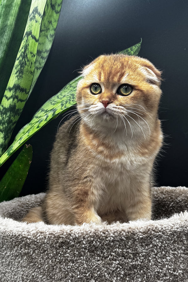 Rosi | Scottish Fold Kitten