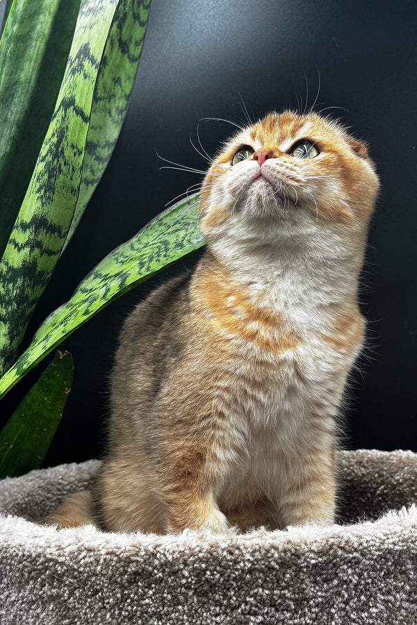 Rosi | Scottish Fold Kitten