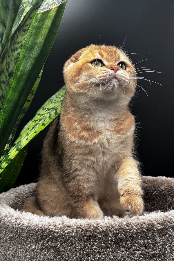 Rosi | Scottish Fold Kitten