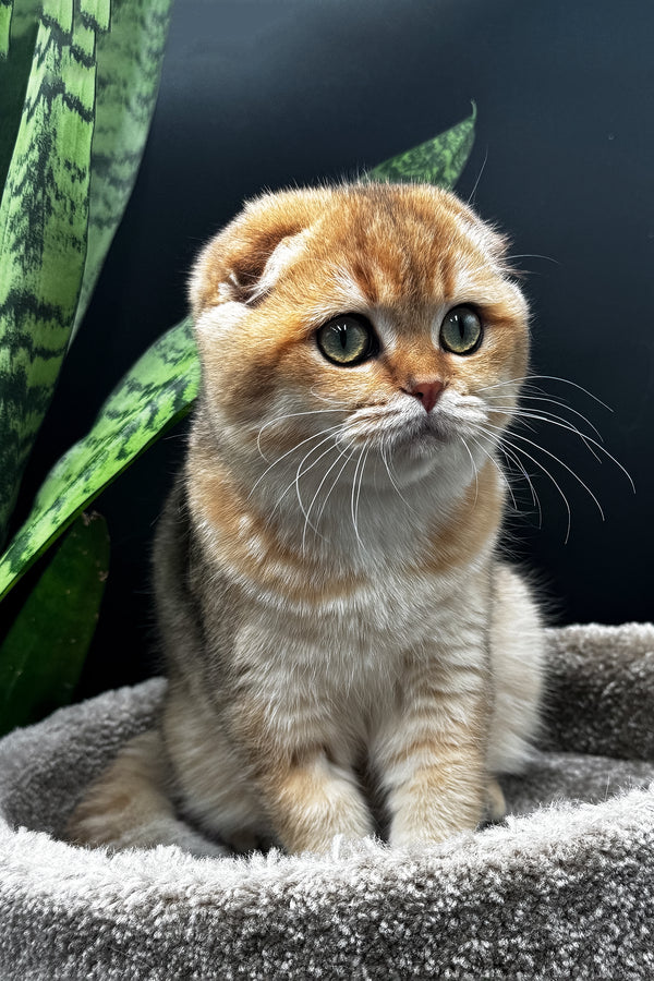 Rosi | Scottish Fold Kitten