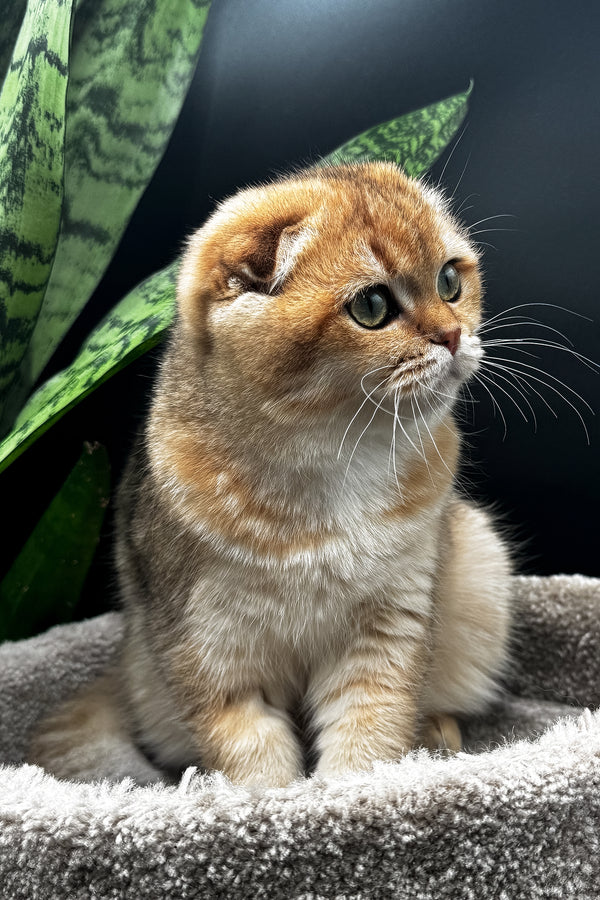 Rosi | Scottish Fold Kitten