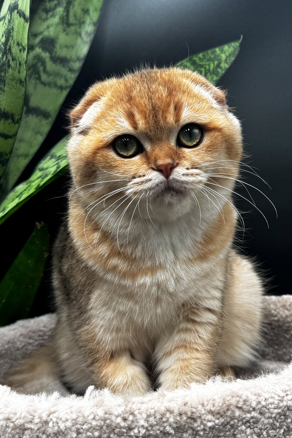 Rosi | Scottish Fold Kitten