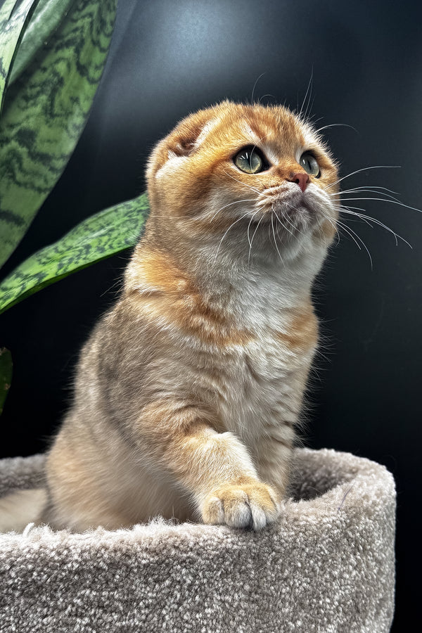 Rosi | Scottish Fold Kitten