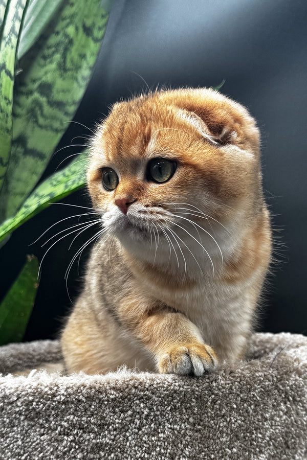 Rosi | Scottish Fold Kitten