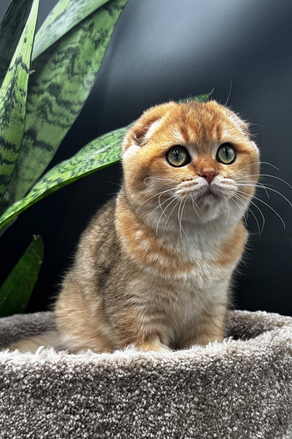 Rosi | Scottish Fold Kitten