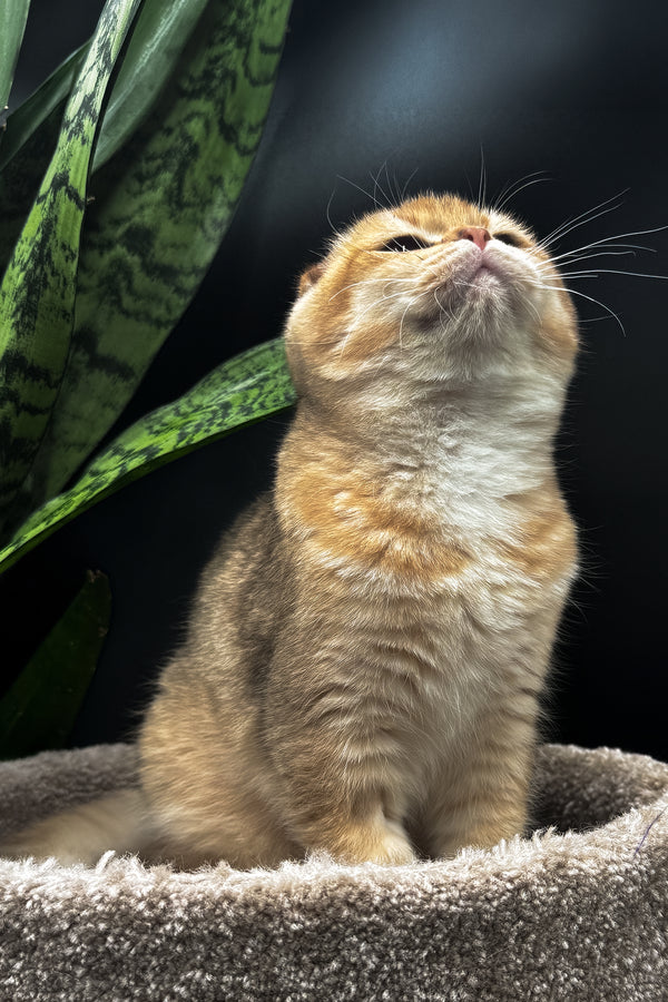 Rosi | Scottish Fold Kitten