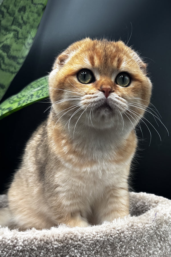 Rosi | Scottish Fold Kitten
