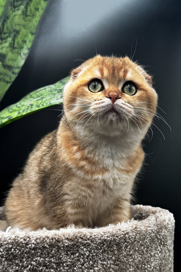 Rosi | Scottish Fold Kitten