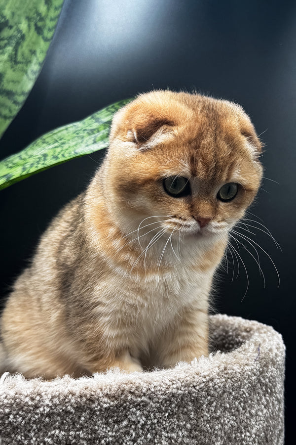 Rosi | Scottish Fold Kitten