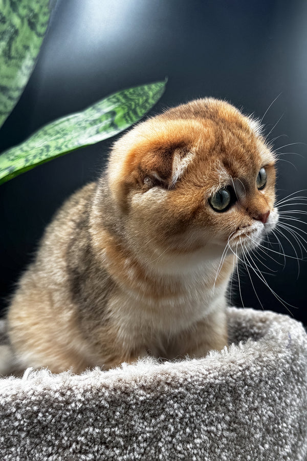 Rosi | Scottish Fold Kitten