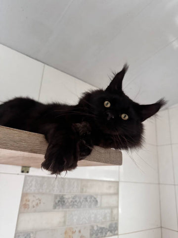 Pluto | Polydactyl Maine Coon Kitten