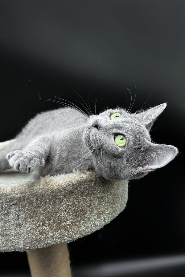 Oscar | Russian Blue Kitten