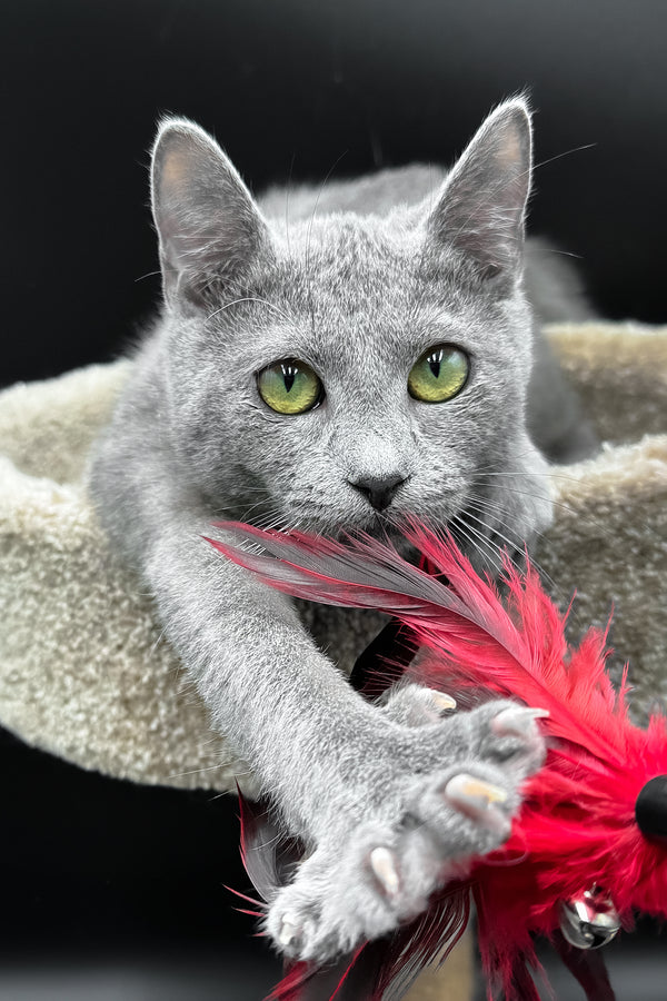 Oscar | Russian Blue Kitten