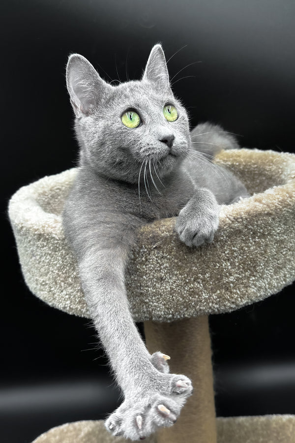 Oscar | Russian Blue Kitten