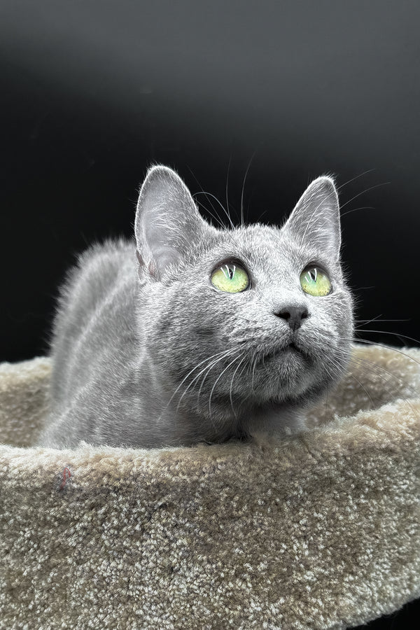 Oscar | Russian Blue Kitten