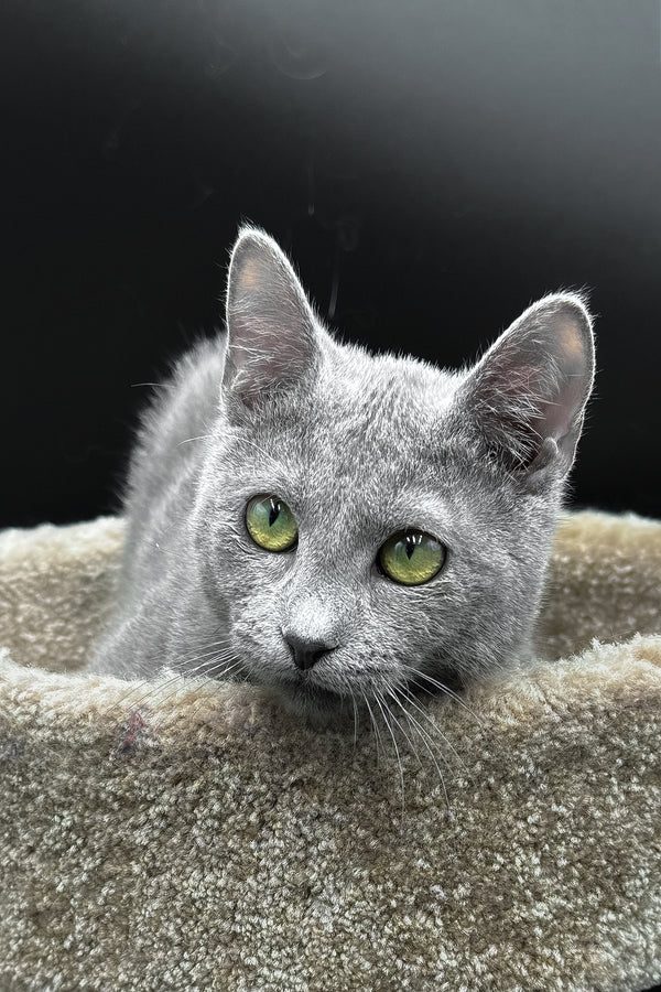 Oscar | Russian Blue Kitten