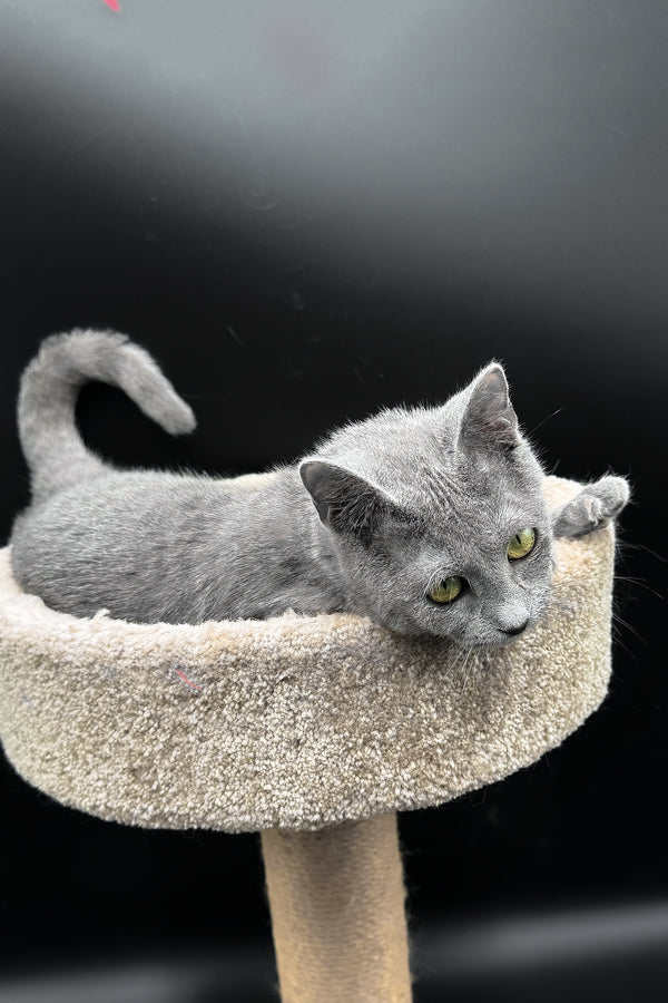 Oscar | Russian Blue Kitten