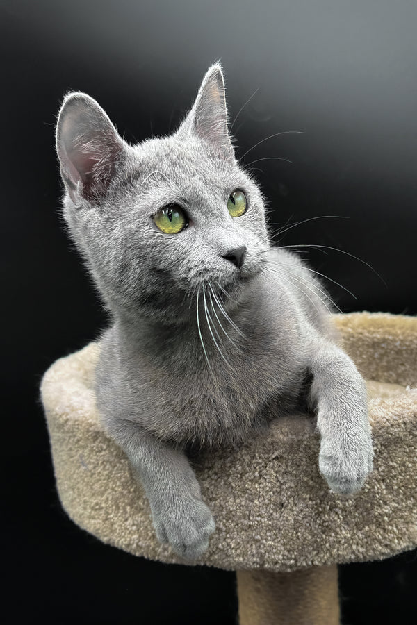 Oscar | Russian Blue Kitten