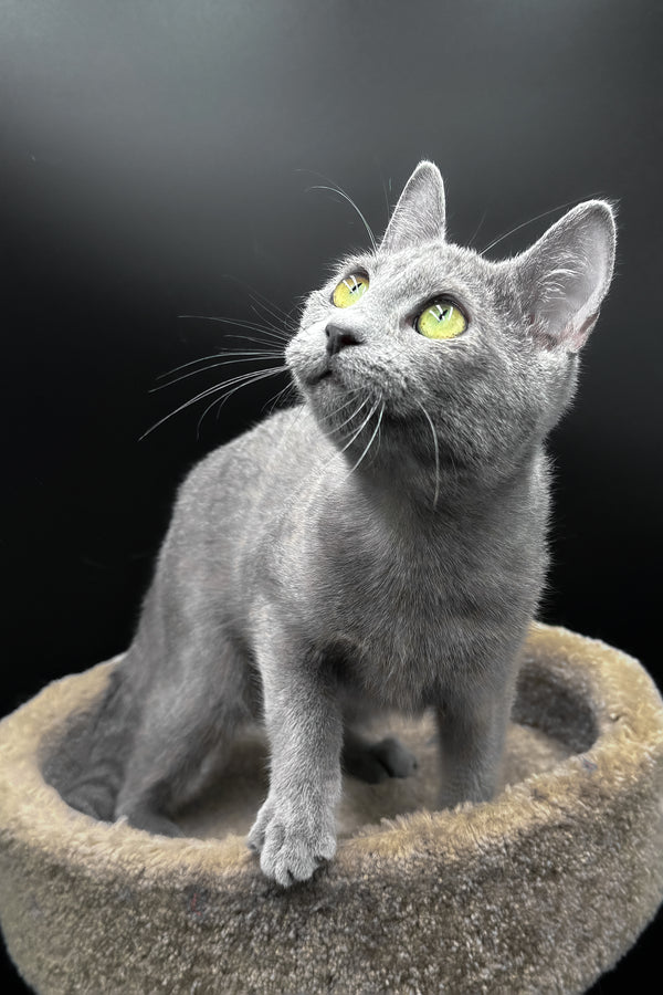 Oscar | Russian Blue Kitten