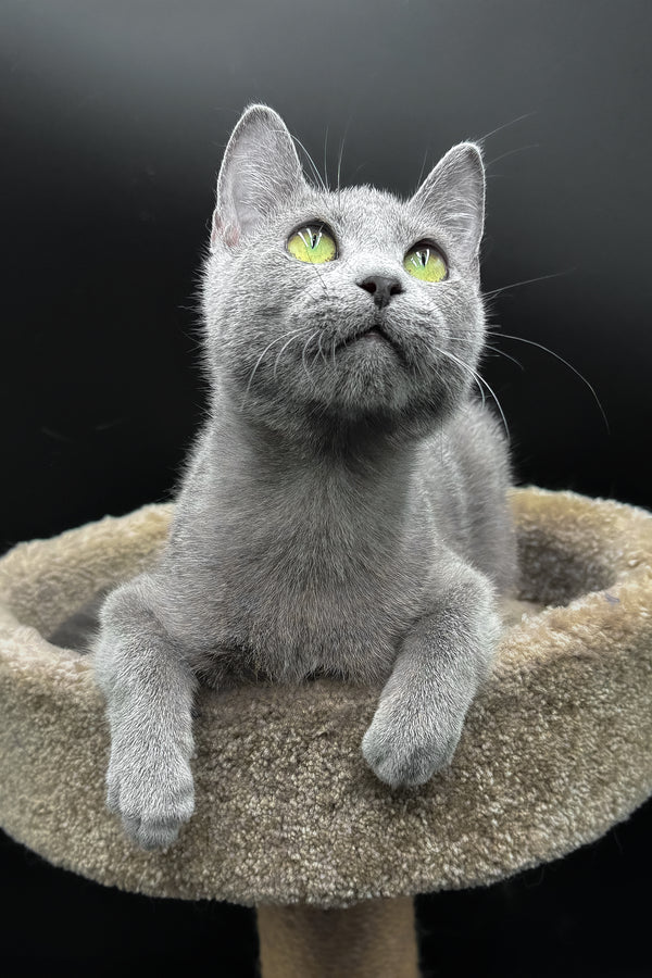 Oscar | Russian Blue Kitten
