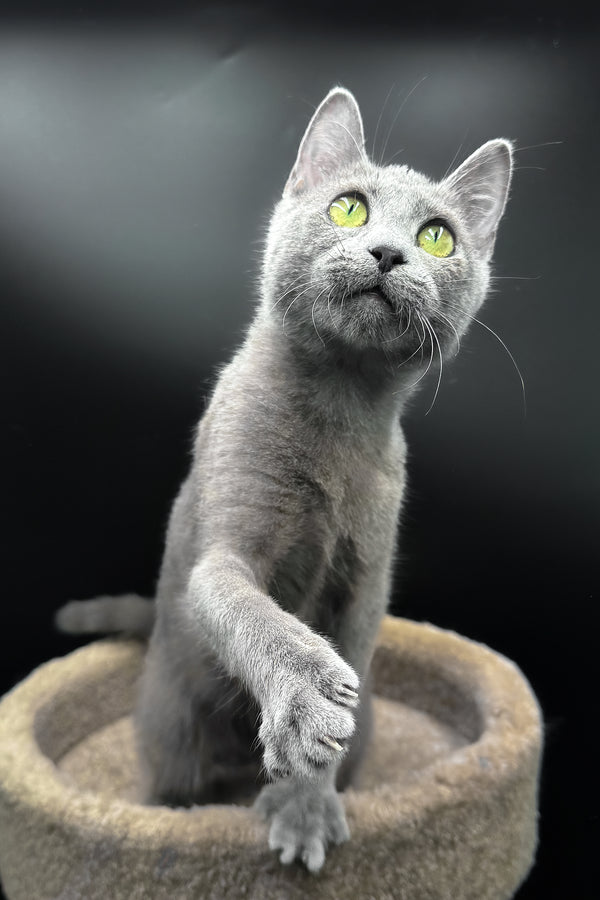 Oscar | Russian Blue Kitten