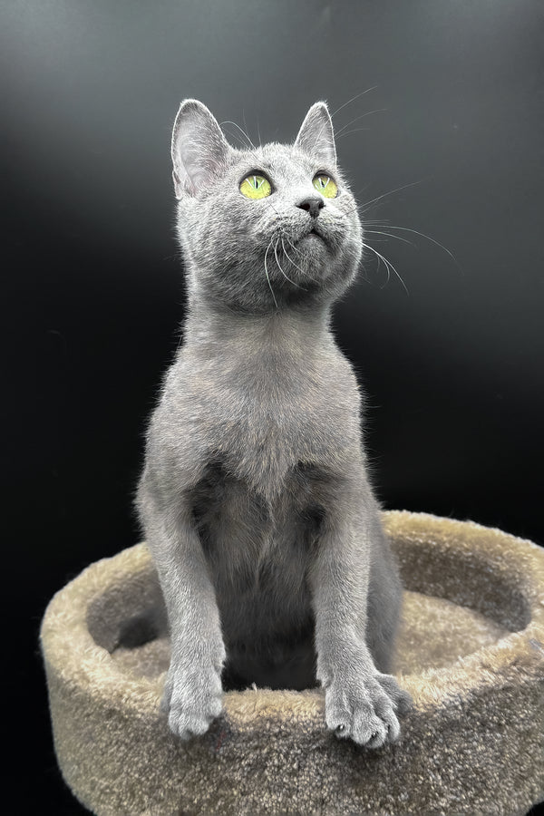 Oscar | Russian Blue Kitten