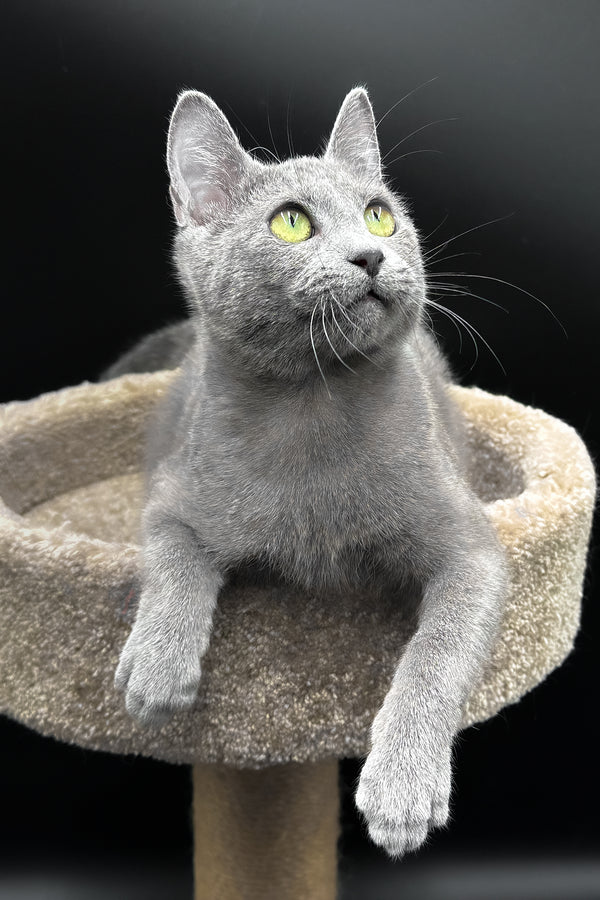 Oscar | Russian Blue Kitten