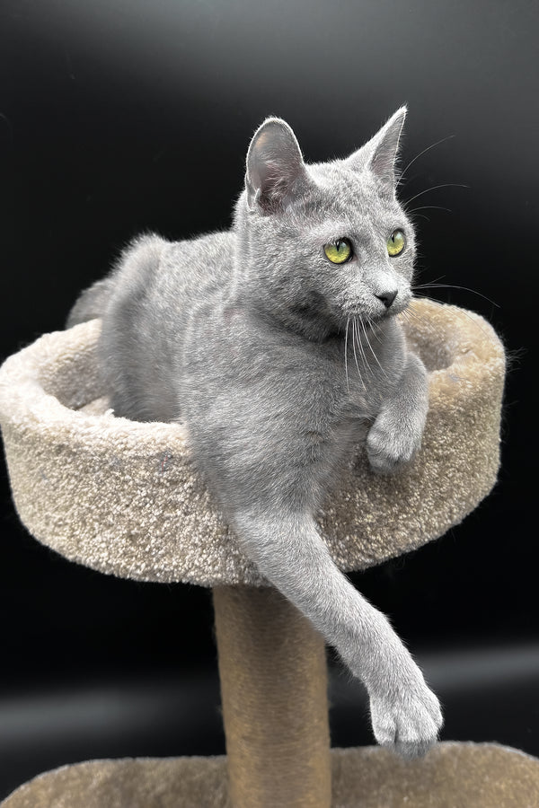 Oscar | Russian Blue Kitten