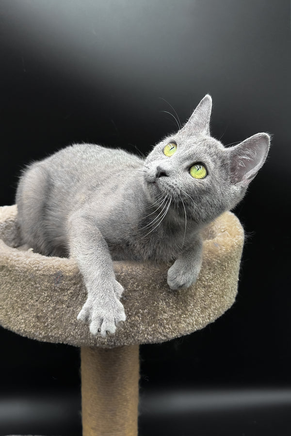 Oscar | Russian Blue Kitten