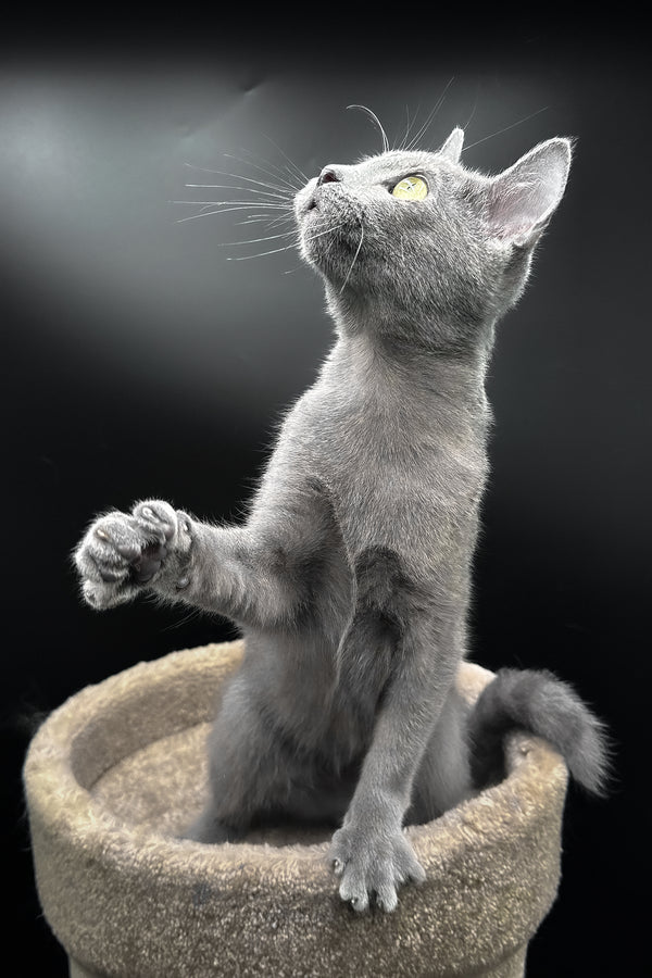 Oscar | Russian Blue Kitten