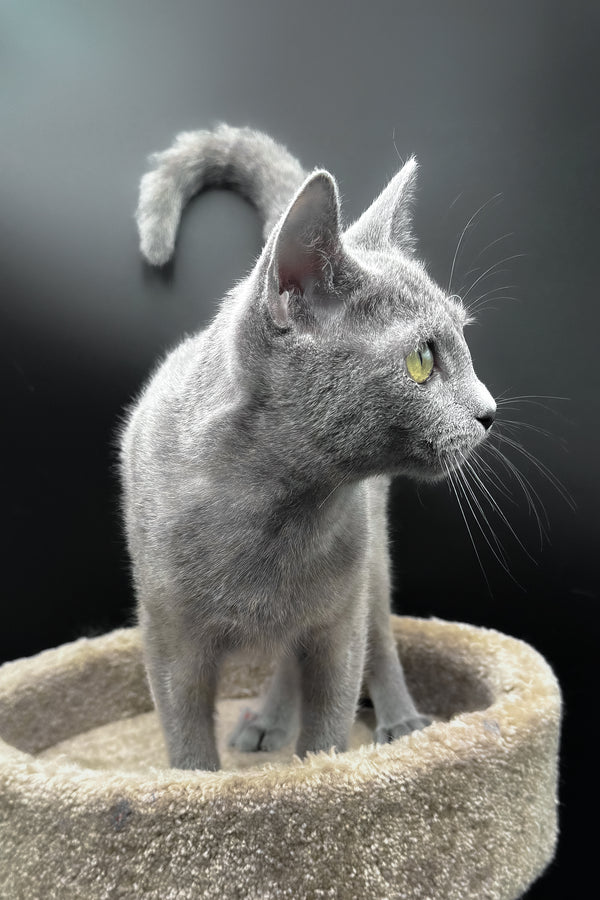 Oscar | Russian Blue Kitten
