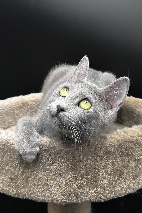 Oscar | Russian Blue Kitten