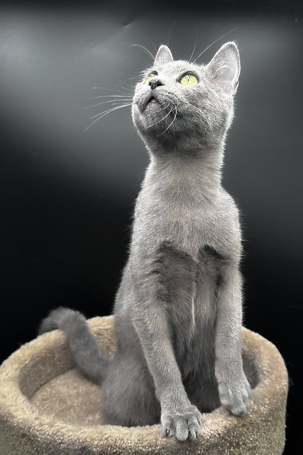 Oscar | Russian Blue Kitten