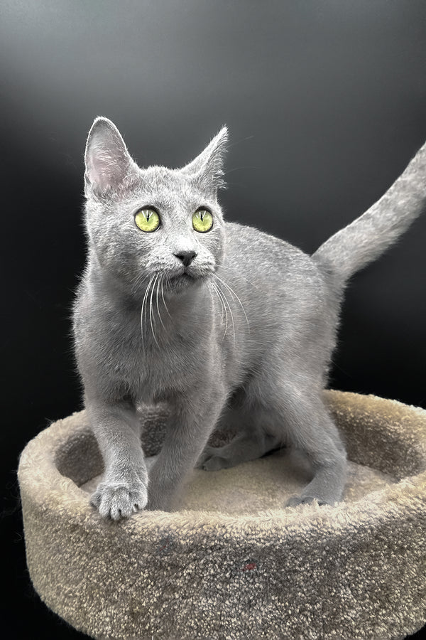 Oscar | Russian Blue Kitten