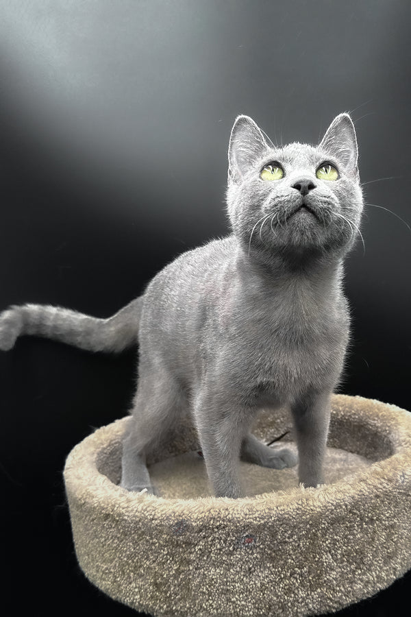 Oscar | Russian Blue Kitten