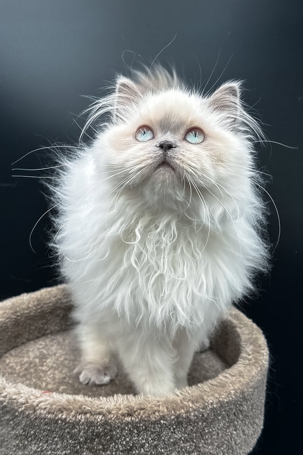 Zefirka | Scottish Straight Longhair Kitten