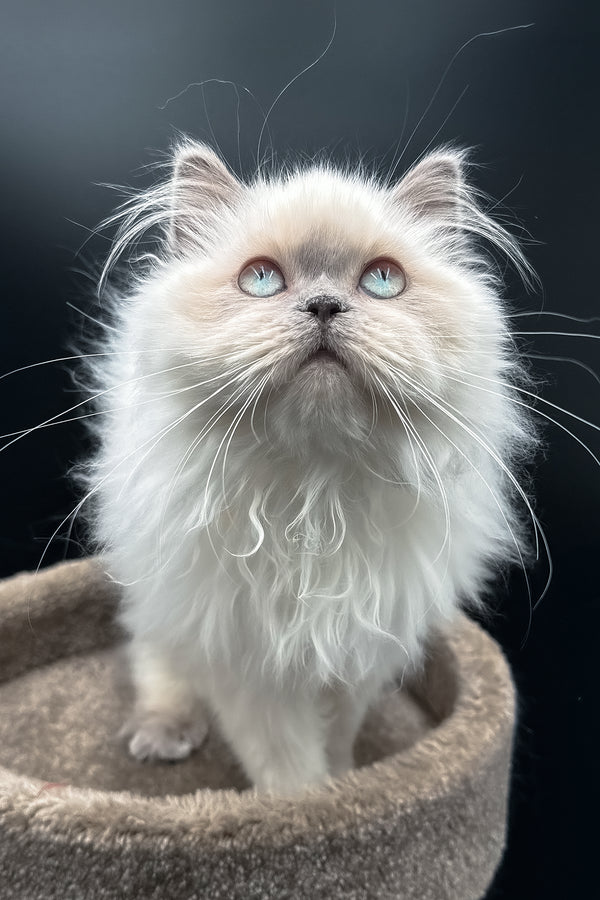 Zefirka | Scottish Straight Longhair Kitten