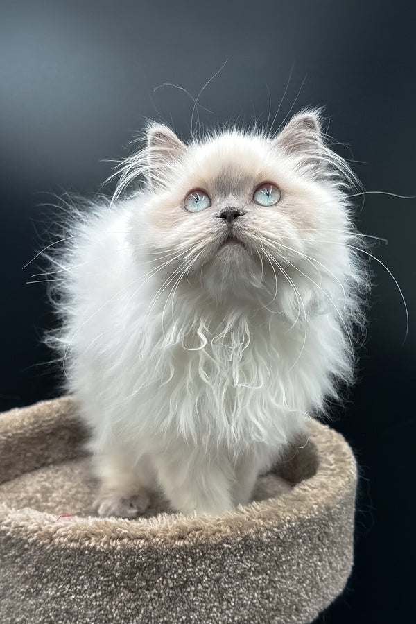 Zefirka | Scottish Straight Longhair Kitten