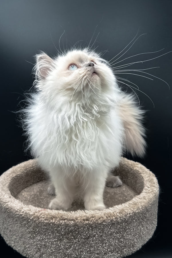 Zefirka | Scottish Straight Longhair Kitten