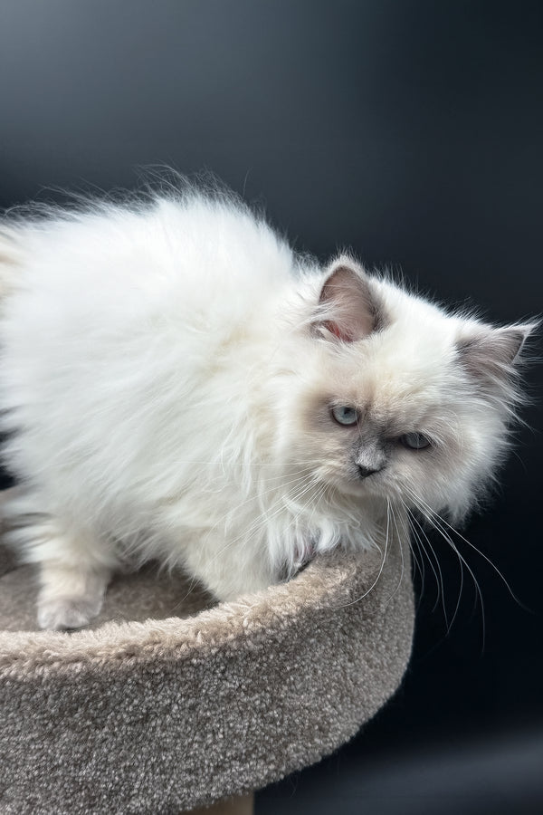 Zefirka | Scottish Straight Longhair Kitten