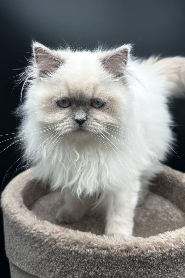 Zefirka | Scottish Straight Longhair Kitten