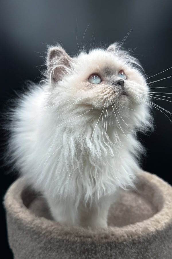Zefirka | Scottish Straight Longhair Kitten
