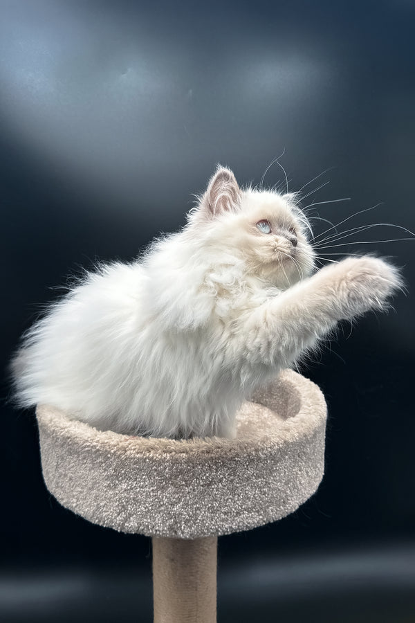 Zefirka | Scottish Straight Longhair Kitten