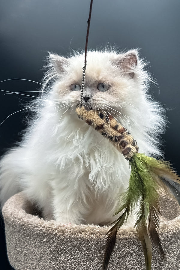 Zefirka | Scottish Straight Longhair Kitten