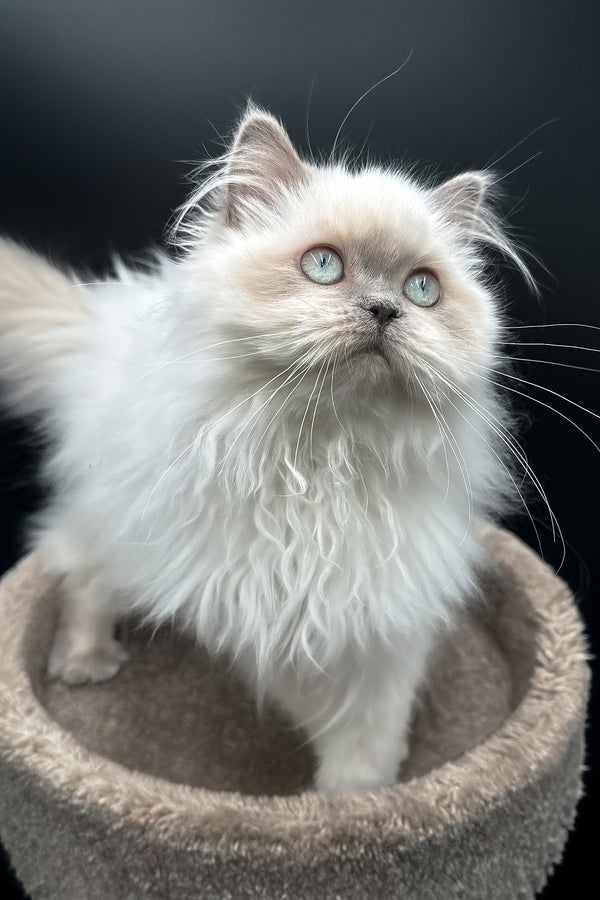 Zefirka | Scottish Straight Longhair Kitten