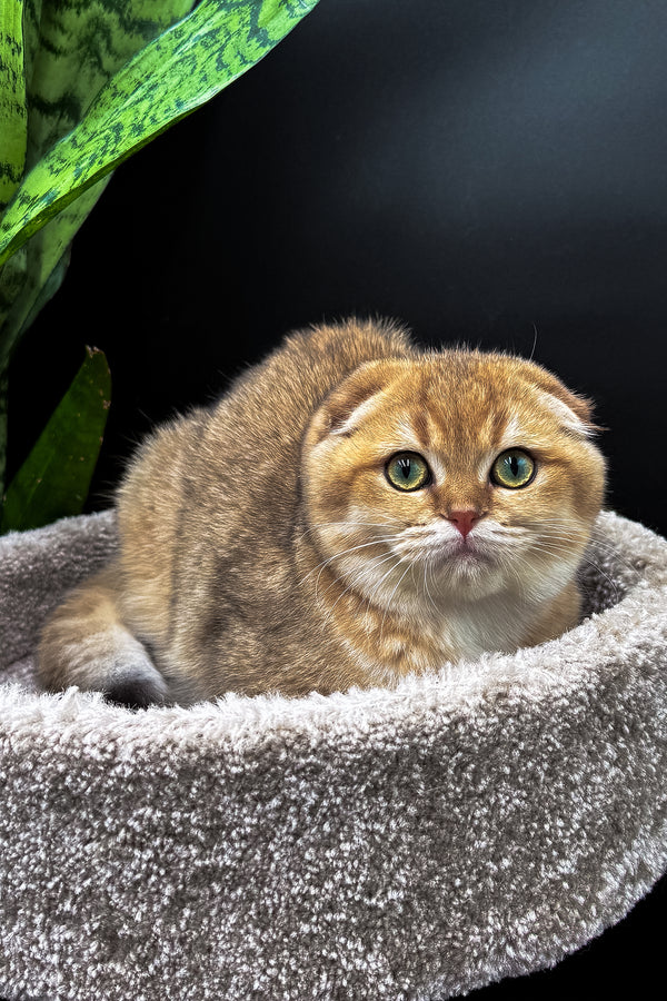 Rosi | Scottish Fold Kitten