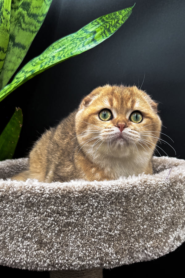 Rosi | Scottish Fold Kitten