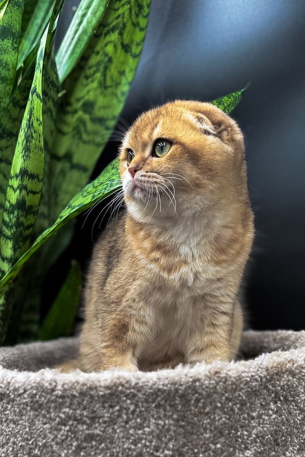 Rosi | Scottish Fold Kitten